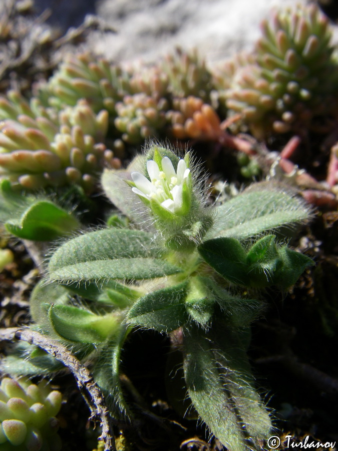 Image of Cerastium brachypetalum ssp. tauricum specimen.