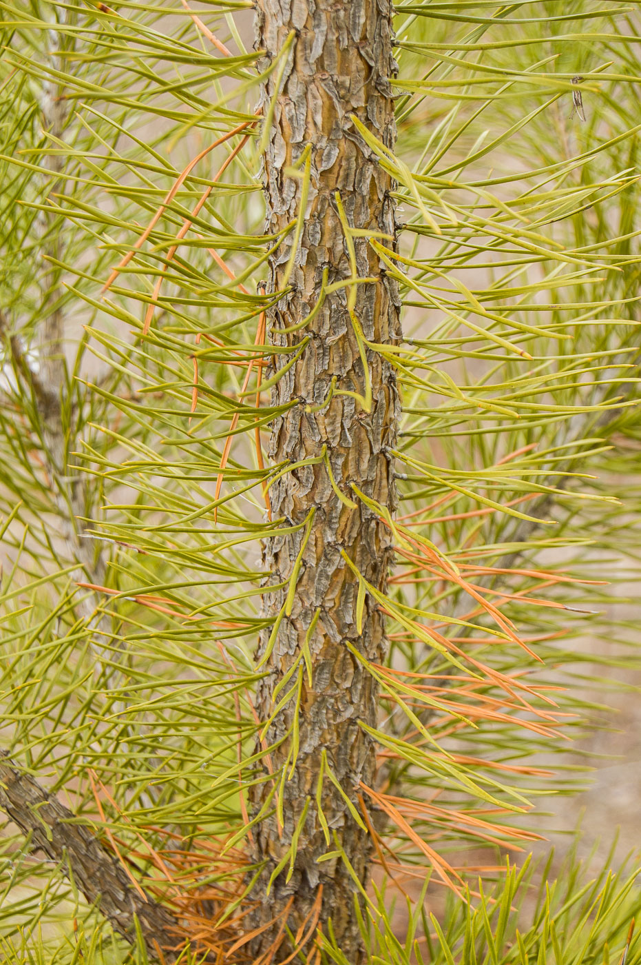 Изображение особи Pinus sylvestris.