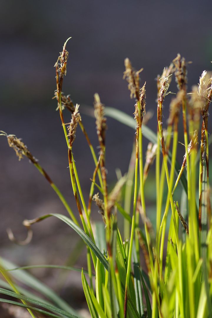 Image of Carex digitata specimen.