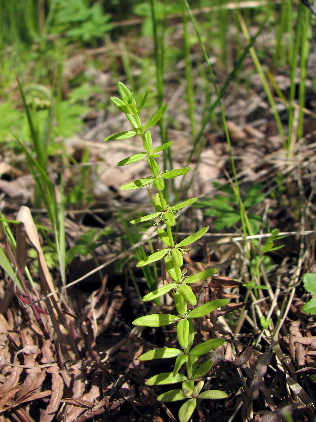 Изображение особи Cruciata glabra.