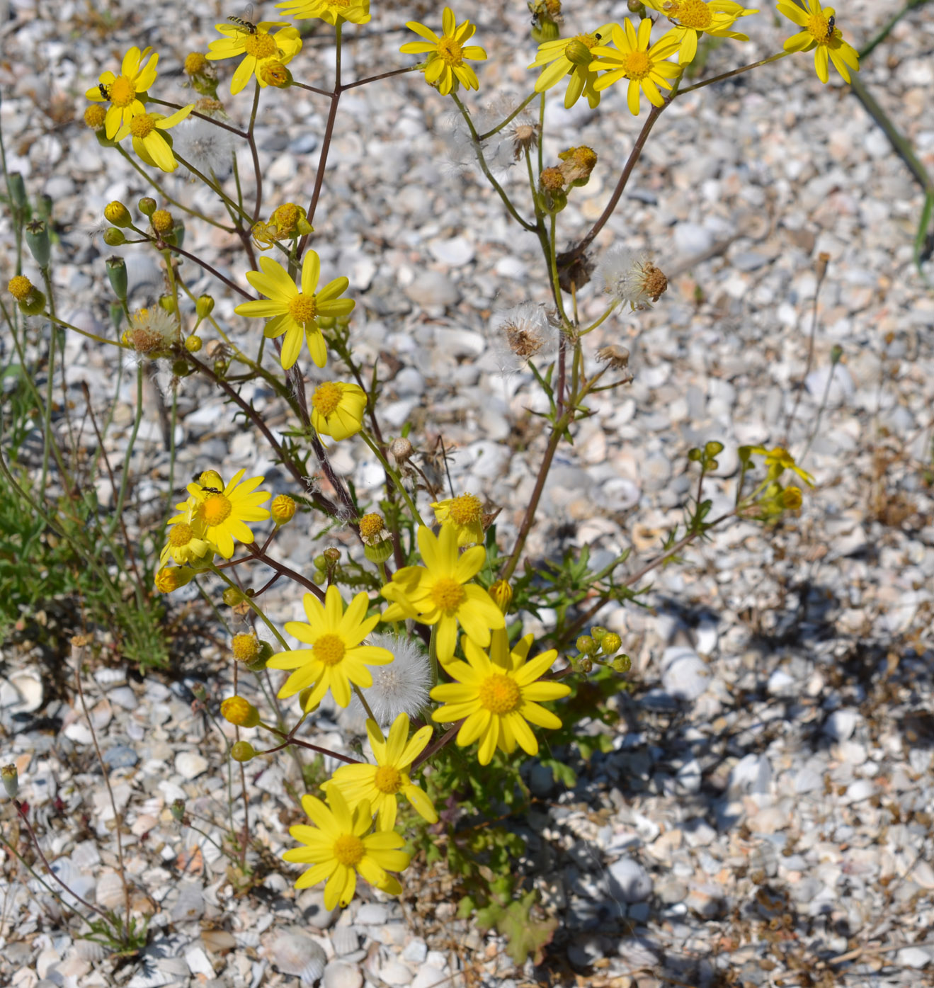 Image of Senecio vernalis specimen.