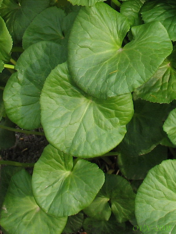 Image of Caltha sibirica specimen.