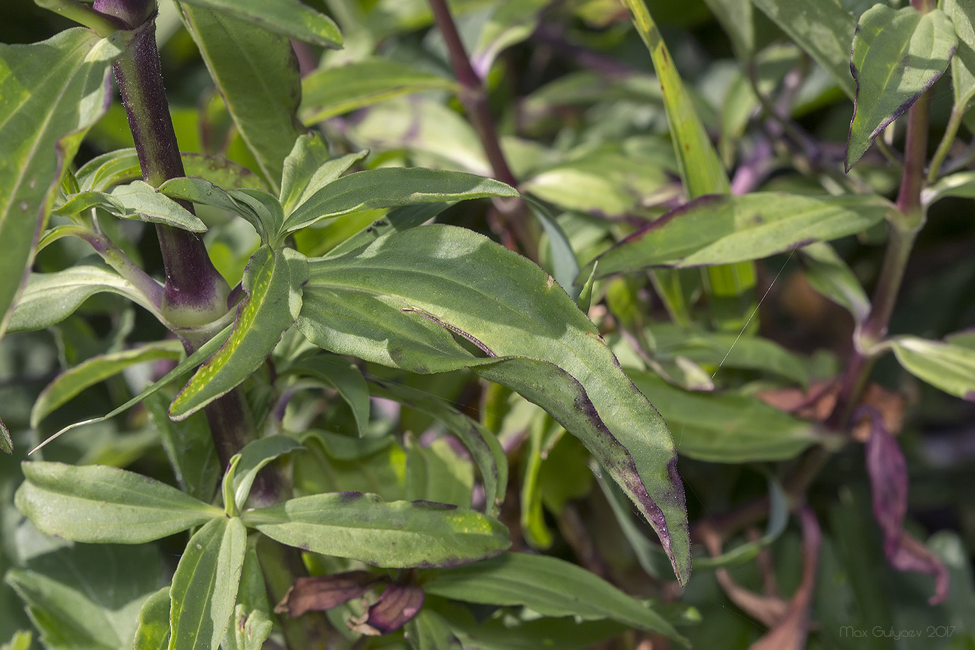 Image of Saponaria officinalis specimen.