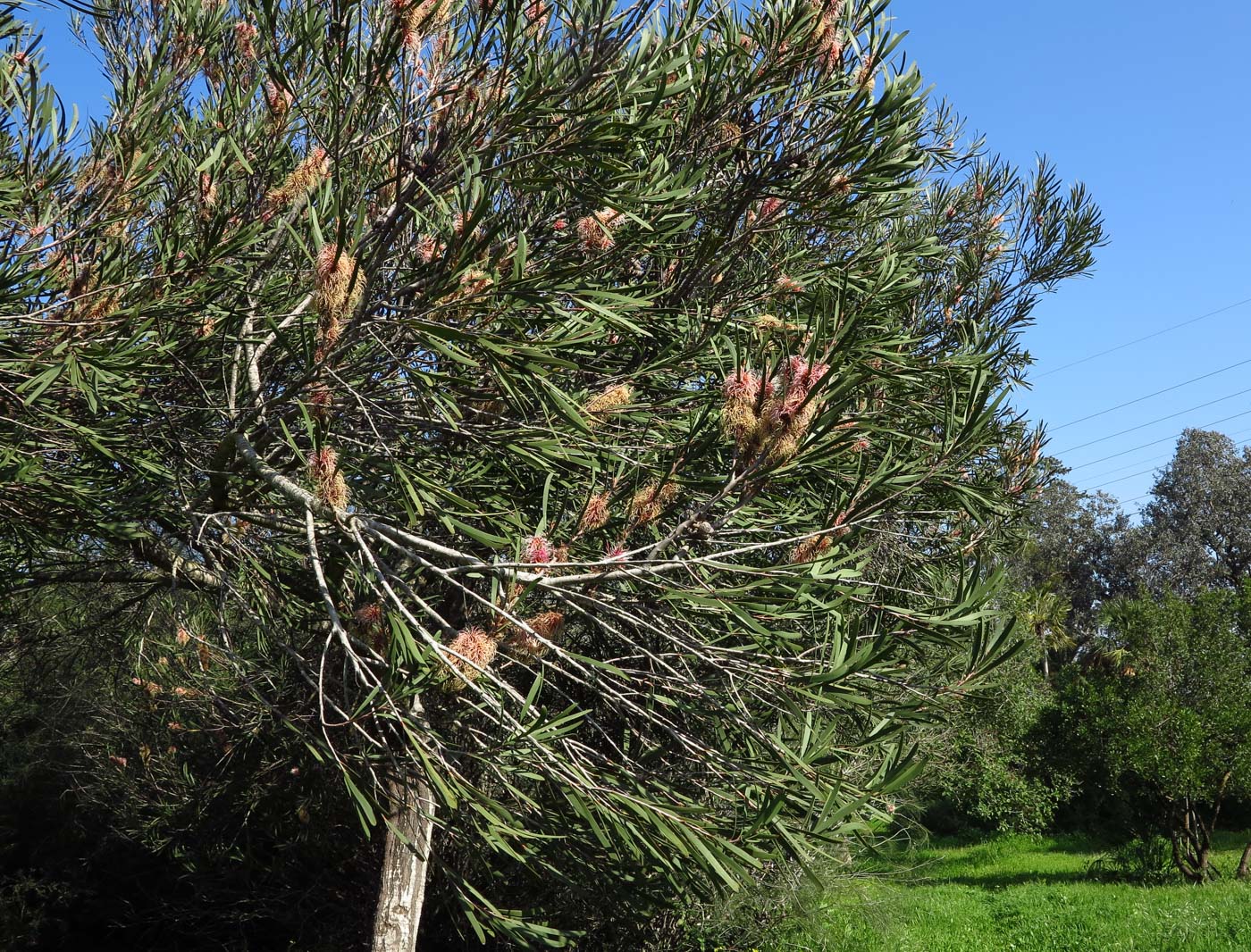 Image of Hakea multilineata specimen.