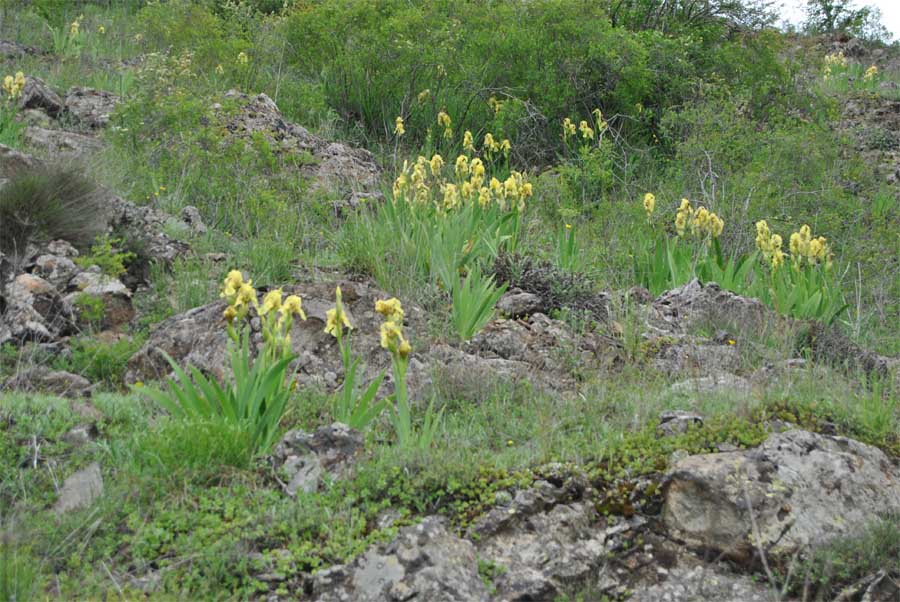 Image of Iris imbricata specimen.