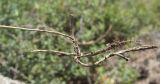 Trifolium lupinaster var. albiflorum