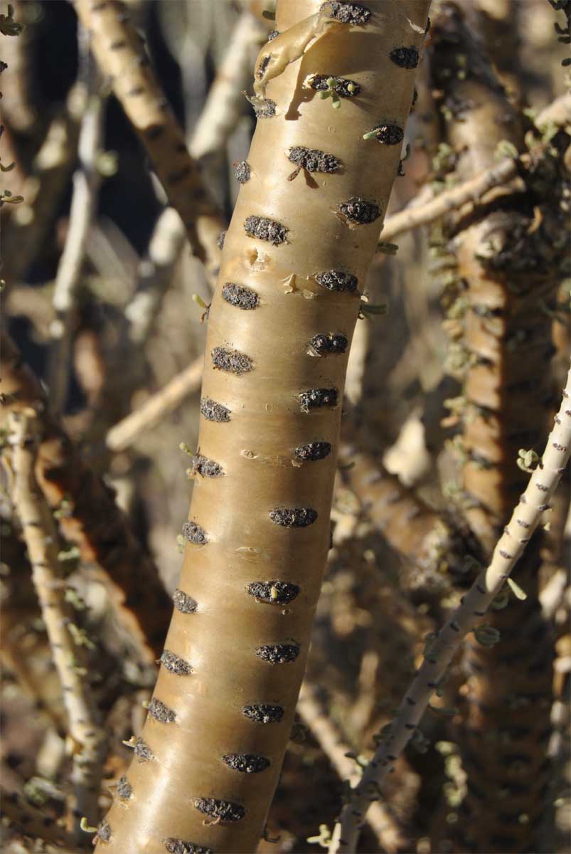 Image of Ceraria namaquensis specimen.