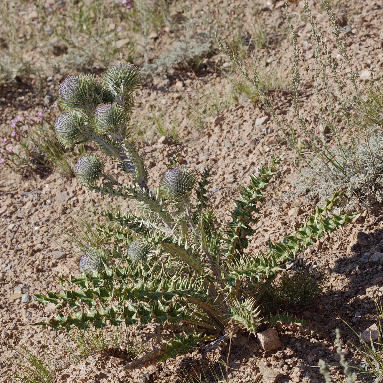 Image of Olgaea nivea specimen.