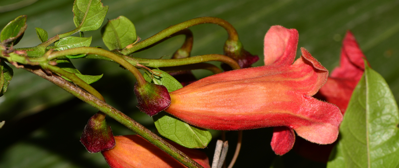 Image of Bignonia capreolata specimen.