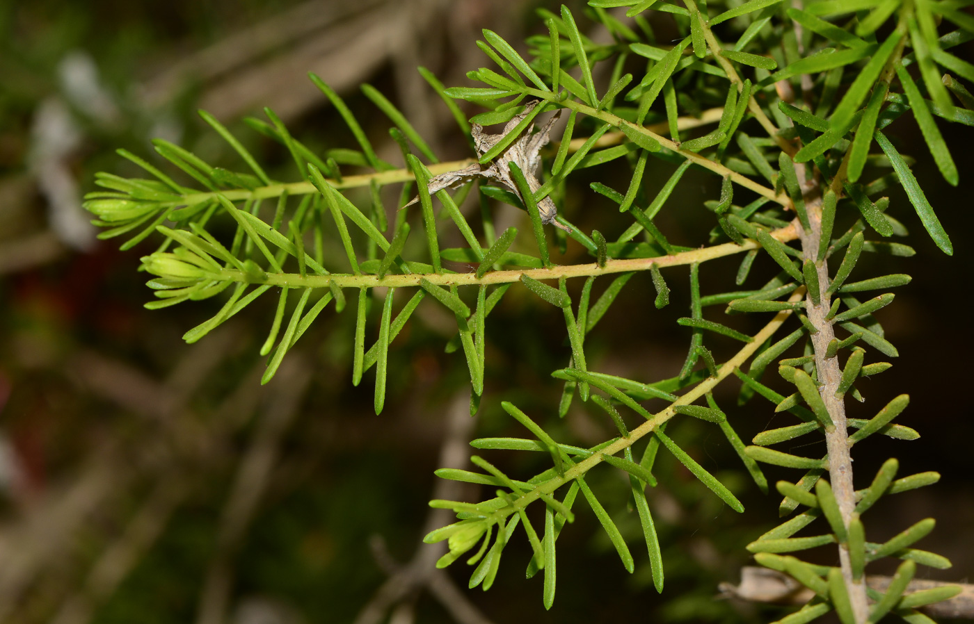 Image of Calothamnus quadrifidus specimen.