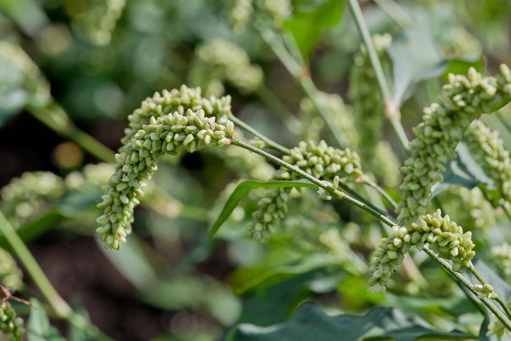 Image of Persicaria scabra specimen.