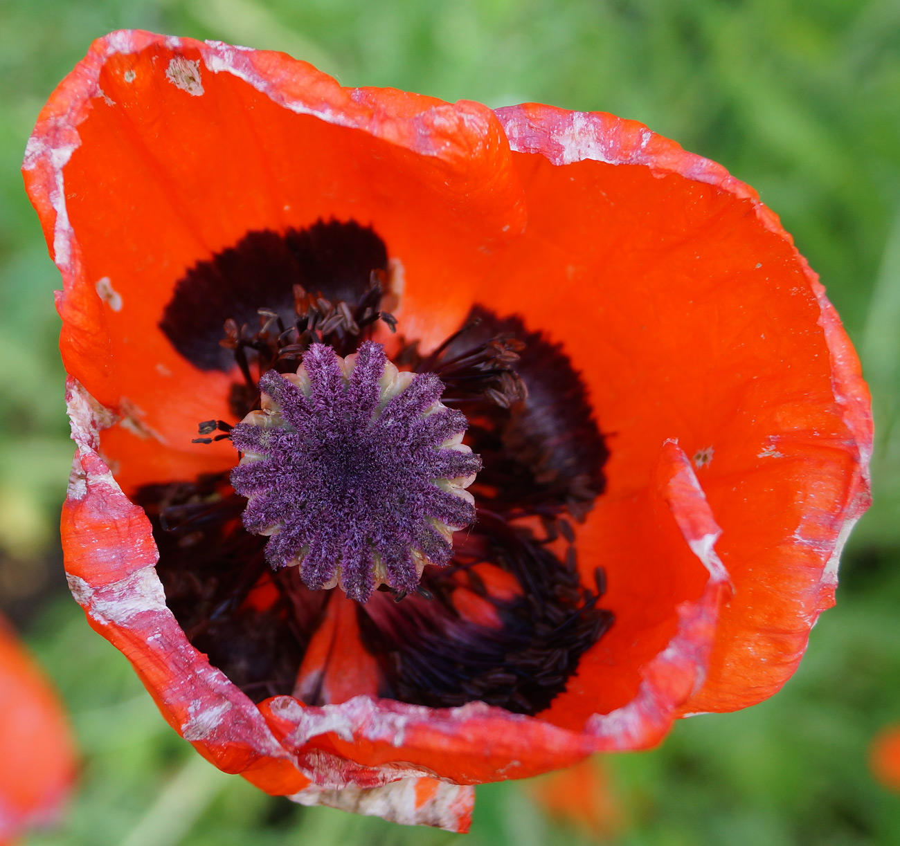 Image of Papaver orientale specimen.