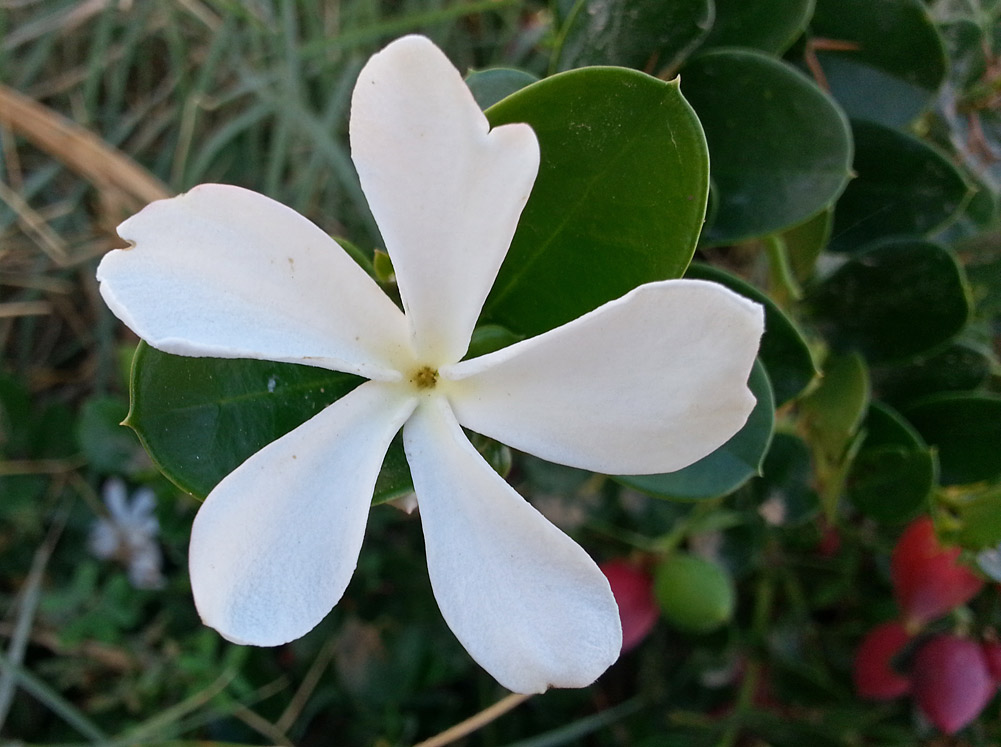 Image of Carissa macrocarpa specimen.