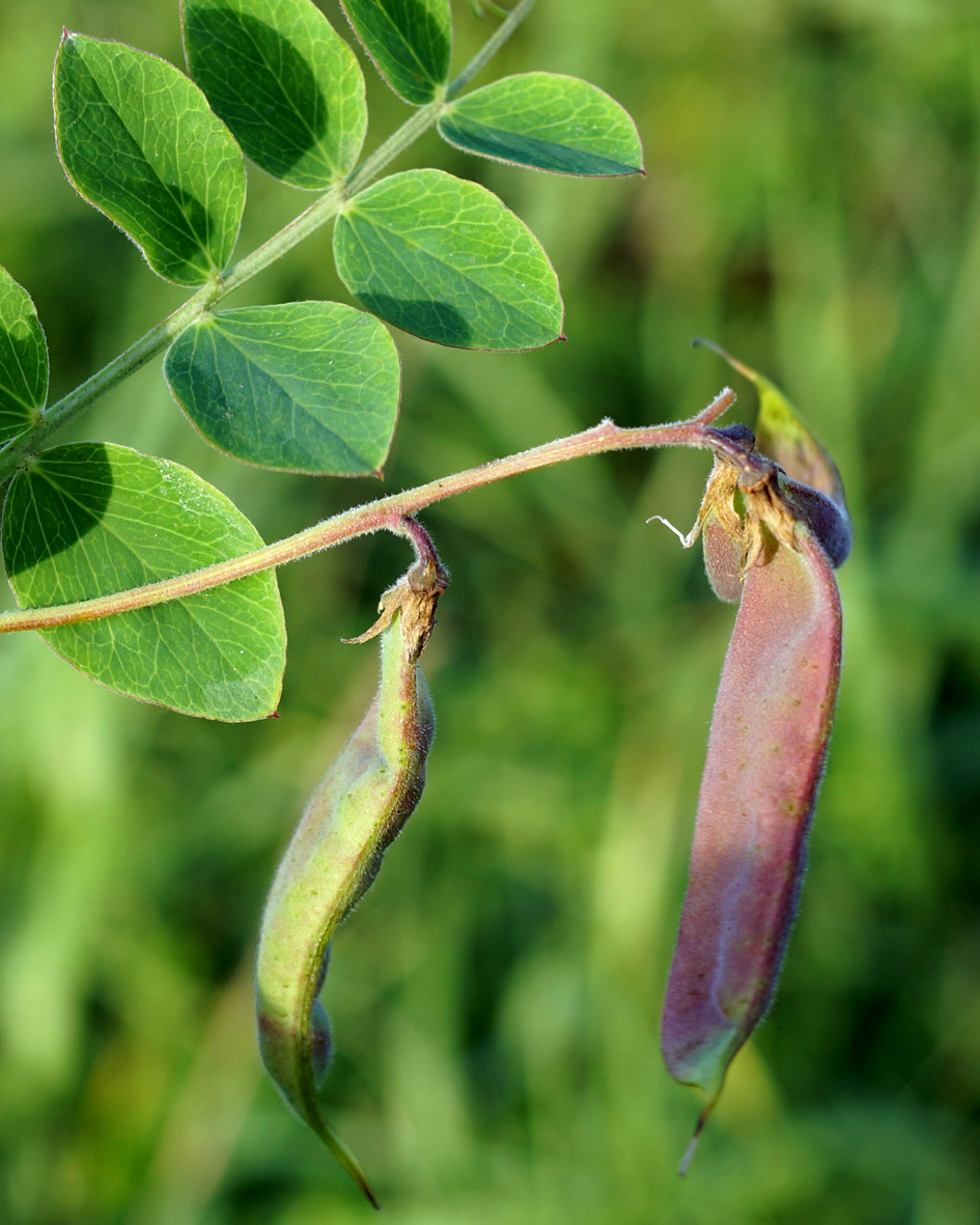 Image of Lathyrus japonicus specimen.