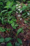 Platanthera bifolia. Цветущее растение. Алтайский край, сосновый лес, июнь.