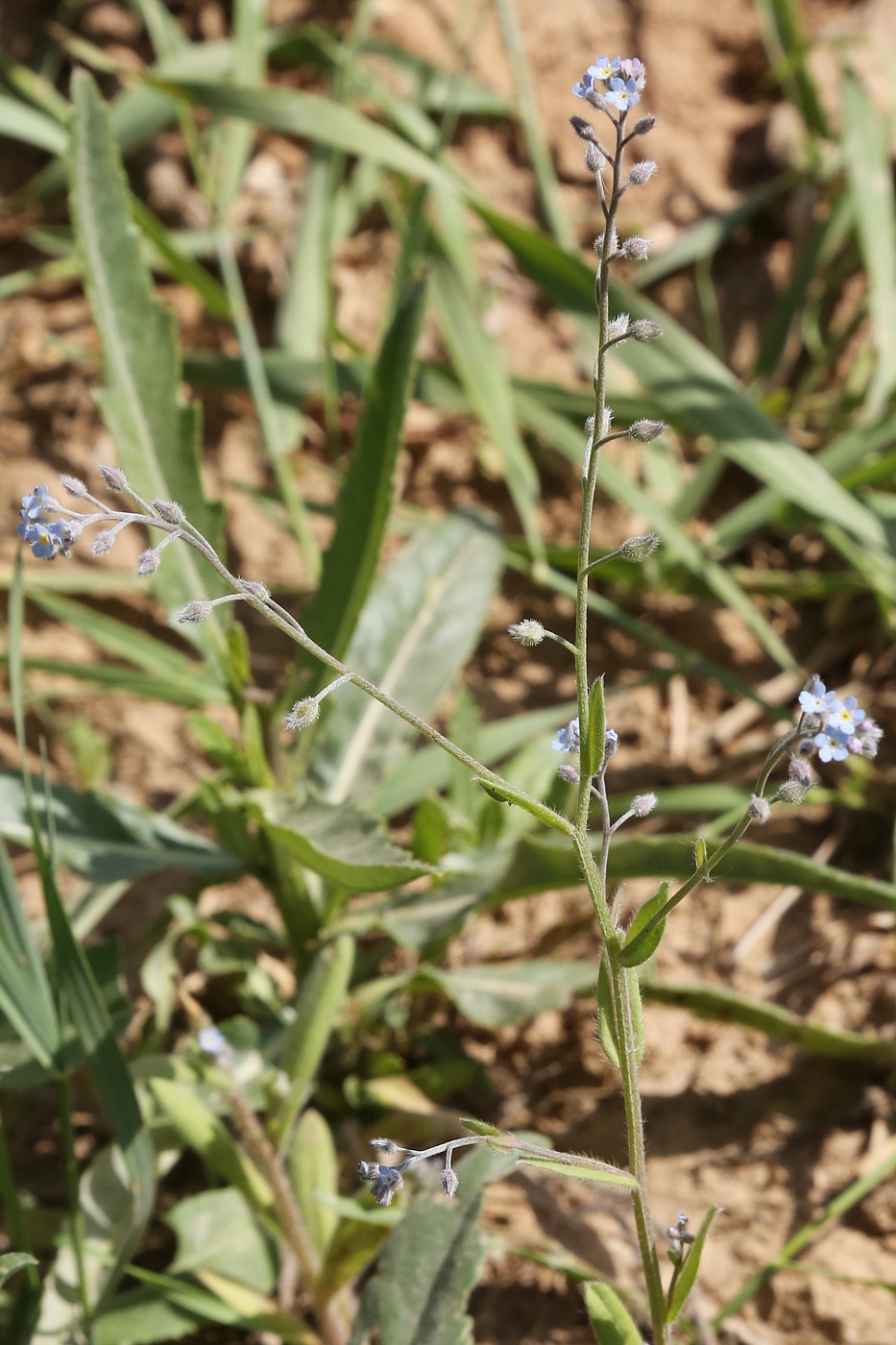 Image of Myosotis arvensis specimen.