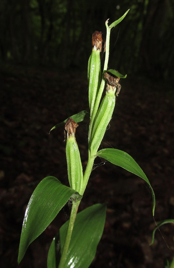 Image of Cephalanthera damasonium specimen.