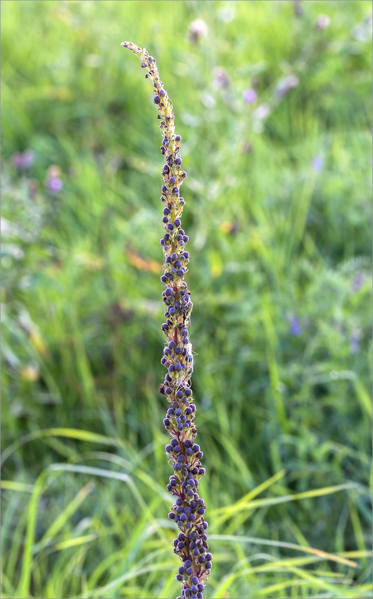 Image of Verbascum nigrum specimen.