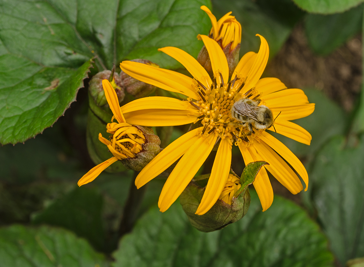 Image of Ligularia dentata specimen.