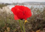 Papaver rhoeas