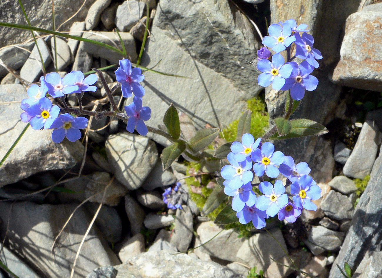 Изображение особи Myosotis asiatica.