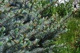 Picea форма glauca