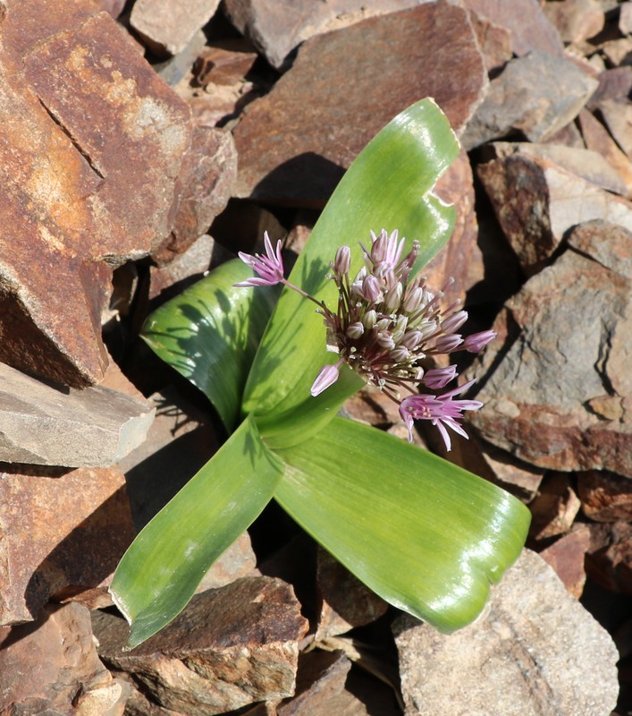 Image of Allium akaka specimen.