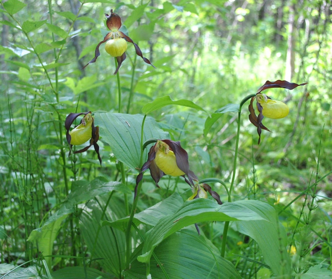 Image of Cypripedium calceolus specimen.