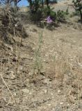 Delphinium divaricatum