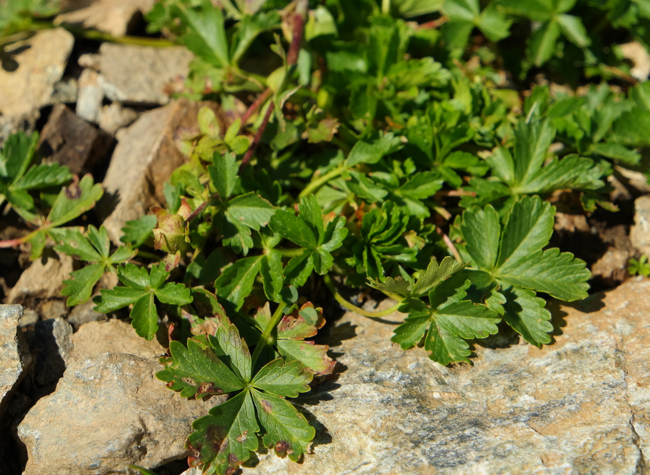 Image of Potentilla crantzii specimen.