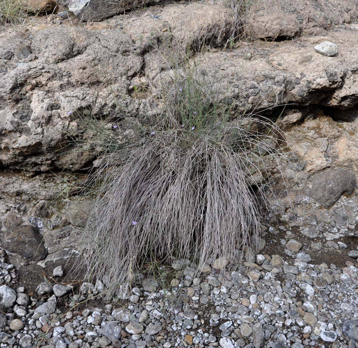 Image of Astartoseris triquetra specimen.