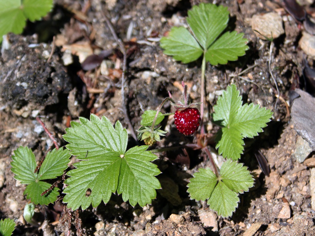 Изображение особи Fragaria vesca.