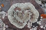 Lecanora muralis