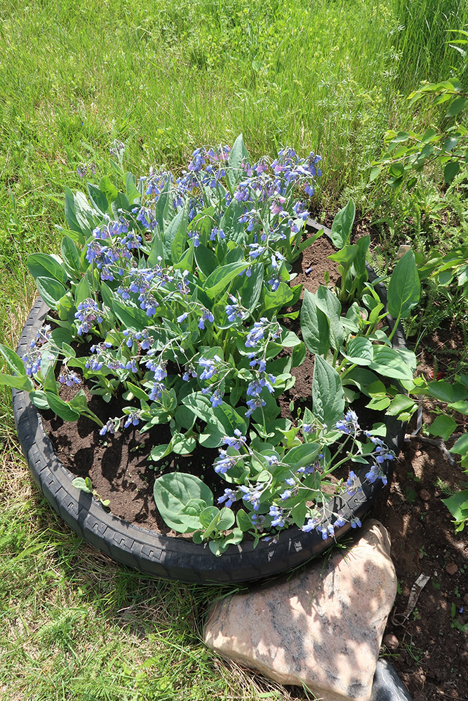 Image of Mertensia sibirica specimen.