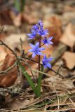 Scilla bifolia