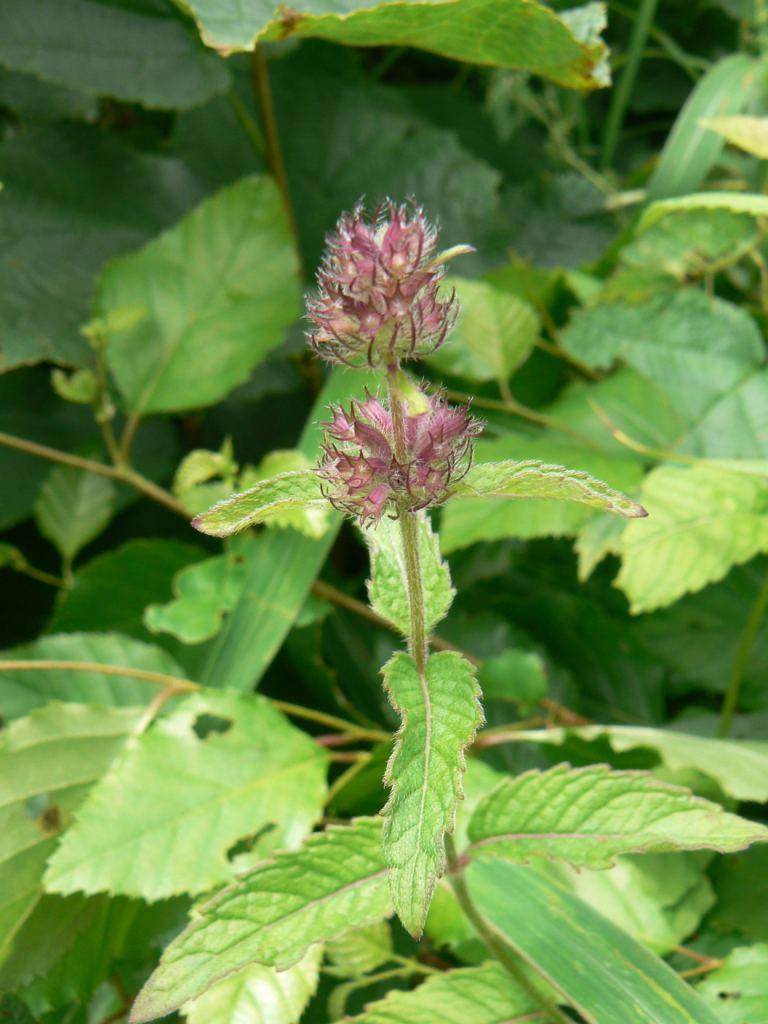 Image of Clinopodium chinense specimen.