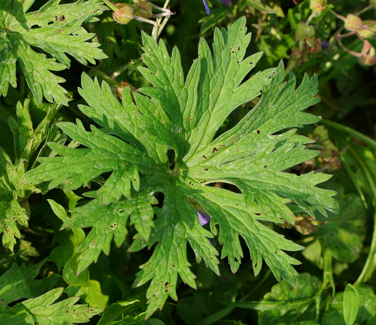 Image of Geranium pratense specimen.