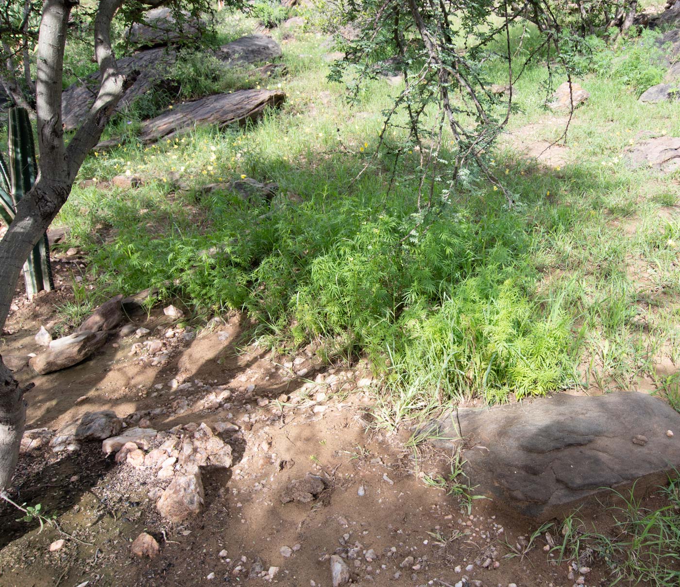 Image of Tagetes minuta specimen.