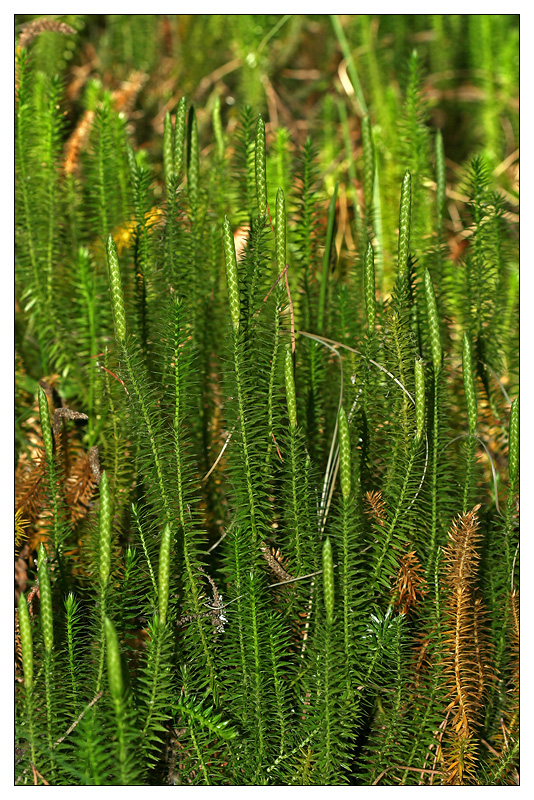 Изображение особи Lycopodium annotinum.