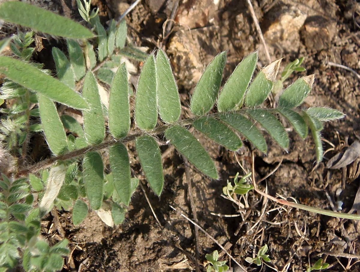 Image of Oxytropis pilosa specimen.