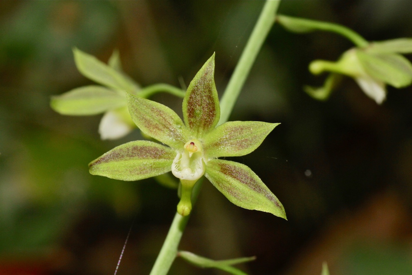 Изображение особи Eulophia gracilis.