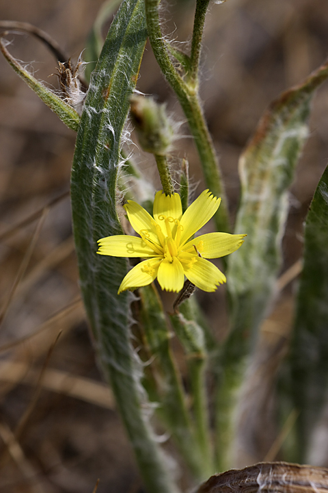 Image of Scorzonera circumflexa specimen.