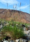 Calamagrostis holmii