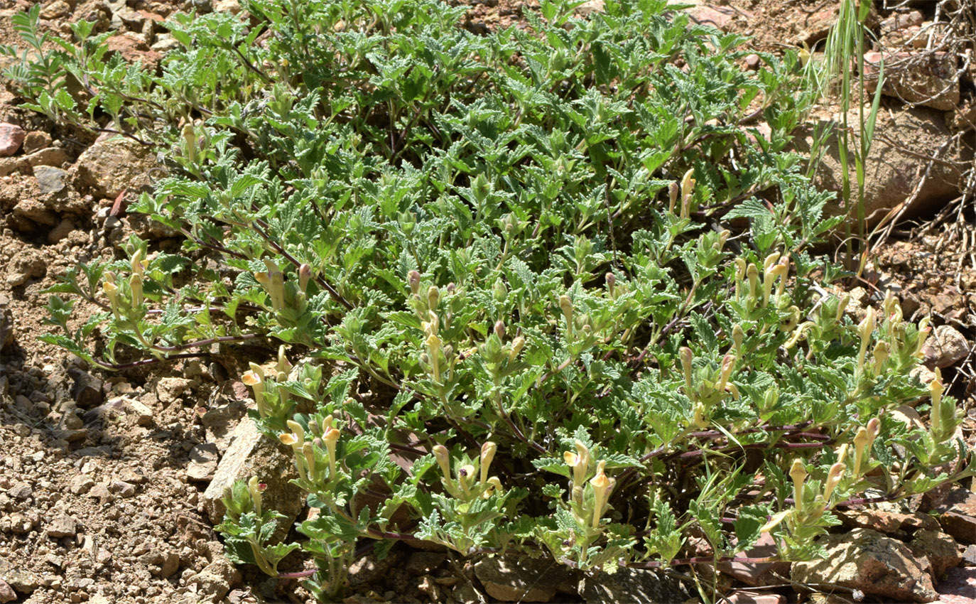 Image of Scutellaria adenostegia specimen.