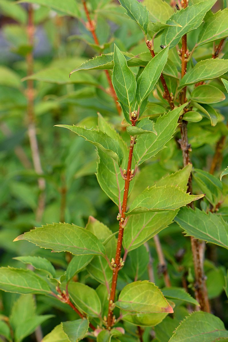 Изображение особи Forsythia &times; intermedia.