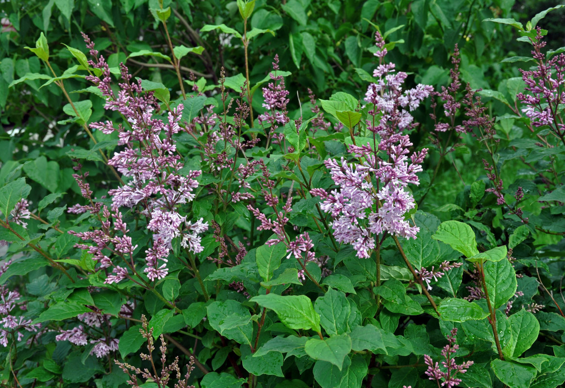 Image of Syringa josikaea specimen.