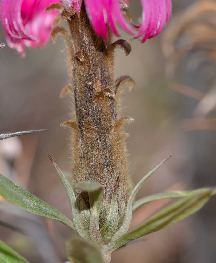 Image of Barnadesia horrida specimen.