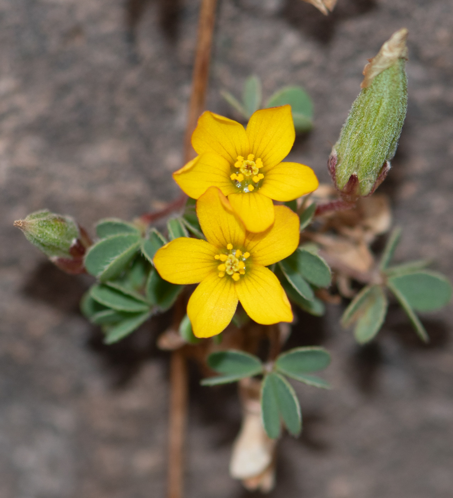 Image of genus Oxalis specimen.