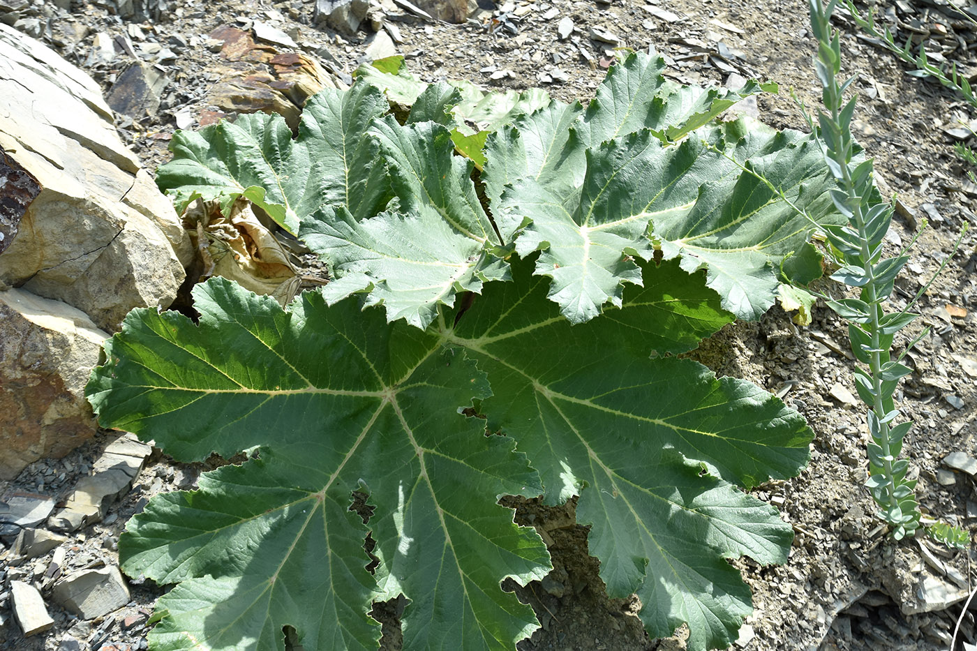 Изображение особи Heracleum stevenii.