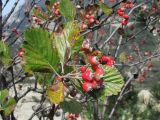 Sorbus tauricola. Веточка с соплодием. Крым, каменистая осыпь у Ай-Петринской яйлы, к С-В от метеостанции. 25 сентября 2010 г.